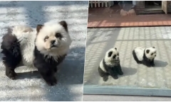 Sở thú Trung Quốc gây sốt mạng xã hội vì ra mắt 