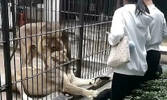 Clip: Bé gái bị sư tử tấn công khi đang cho ăn, xem mà thót tim đến tận phút cuối