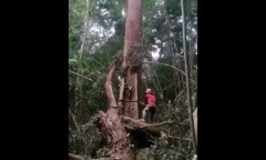 Video: Thót tim khoảnh khắc cưa cây trong rừng khiến người đàn ông suýt mất mạng
