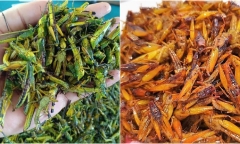Nghệ An: Người phụ nữ tử vong sau khi ăn châu chấu rang