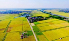Bắt đối tượng truy nã Nguyễn Trí Đức