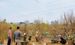 Vườn đào Nhật Tân tấp nập những ngày cuối năm