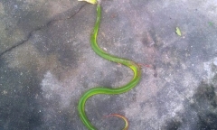 Hoảng hốt phát hiện 2 con rắn lục đuôi đỏ bò vào nhà