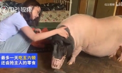 Mua heo siêu nhỏ về làm thú cưng, cô gái “dở khóc dở cười” với ngoại hình của con vật sau 3 năm