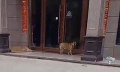 “Mất đời trai” chỉ vì một câu nói, chú chó kiên trì “hành hạ” bác sĩ thú y suốt 3 năm