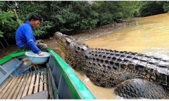 Ngư dân 59 tuổi làm bạn với cá sấu dài 4m trong gần 30 năm 