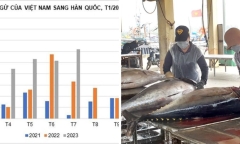 Thị trường Hàn Quốc tăng mua gần 500% cá ngừ đóng hộp từ Việt Nam