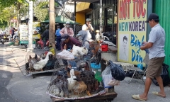 Nguy cơ cúm gia cầm H5N1 từ Campuchia xâm nhập các tỉnh phía Nam