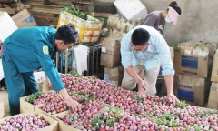 Đưa mận Sơn La vào suất ăn hàng không Việt Nam