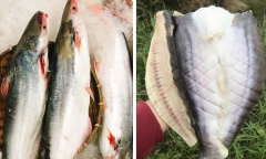 Loài cá ăn thơm như dứa, có giá gần 1 triệu đồng/kg