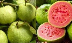 Ăn ổi giúp tăng miễn dịch lại phòng ngừa cảm cúm nhưng 8 nhóm người này tuyệt đối nói không