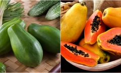 Đu đủ tốt cho sức khỏe nhưng những nhóm người này không nên ăn quá nhiều
