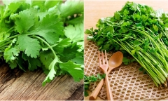Những người tuyệt đối không nên ăn ray mùi, càng ăn sức khỏe càng suy giảm