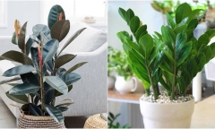Những loại hoa, cây cảnh mang phú quý tài lộc vào nhà ngày Tết