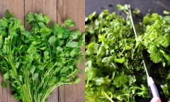 Những người không nên ăn rau mùi kẻo mang bệnh vào người