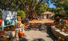 Độc đáo ngôi làng cổ tích được làm từ 90.000 quả bí ngô để đón lễ hội Halloween