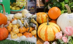 Người Việt chi tiền triệu mua bí ngô trang trí dịp Halloween