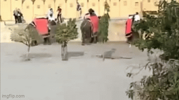 Chú voi bất ngờ