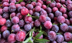 “Mận cherry” giá rẻ siêu đắt khách