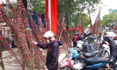 Hà Nội: Đào quất ồ ạt xả hàng, giảm giá sâu ngày 29 Tết nhưng vẫn ế khách