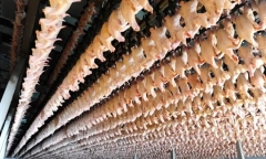Tiếp tục kiểm tra nhà máy chế biến gia cầm của Công ty C.P. Việt Nam tại Hà Nội