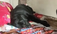 Chú chó không chịu ăn uống, chỉ nằm khóc trên giường của người chủ mới qua đời 