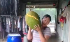 Cô gái hào hứng khoe clip bổ mít sau một năm vun trồng nhưng lại khiến dân mạng tranh cãi kịch liệt
