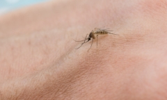 7 bang ở Mỹ phát hiện muỗi mang virus Tây sông Nile, khiến người nhiễm có thể tử vong