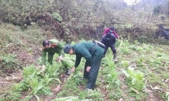 Liên tiếp phát hiện, nhổ bỏ hàng nghìn cây thuốc phiện trồng trái phép ở vùng cao