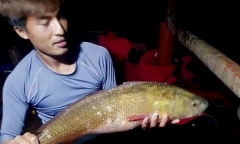 Bắt được cá lạ màu óng ánh nghi cá sủ vàng quý hiếm ở Hà Tĩnh