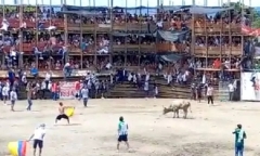 Colombia: Sập khán đài đấu trường bò tót, hàng chục người thương vong