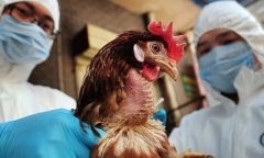 Viện Pasteur TP.HCM ra công văn khẩn sau khi Campuchia phát hiện ca nhiễm cúm A/H5N1
