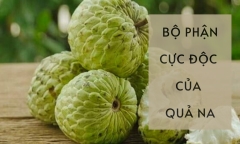 Quả na có một bộ phận cực độc, chủ quan coi chừng bỏng mắt, ngộ độc