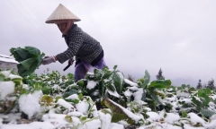 Tin tức dự báo thời tiết hôm nay 23/12: Bắc Bộ trời rét đậm, vùng núi băng giá và sương muối