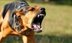 Hà Nội: Ba người phơi nhiễm với chó dại, một người là bác sĩ thú y