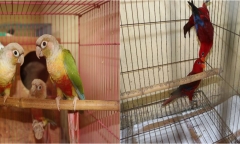 Khởi tố vụ nuôi nhốt trái phép cá thể rùa cựa châu Phi, vẹt đỏ, vẹt má xanh