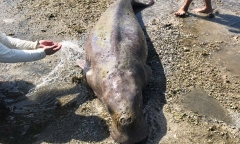 Phát hiện bò biển Dugong nặng 300 kg mắc cạn ở Côn Đảo