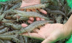 Bí quyết chọn tôm tươi ngon không hóa chất cực đơn giản nhưng không phải ai cũng biết