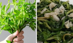 Rau ngổ: Loại rau gia vị tốt cho sức khỏe và các bài thuốc không phải ai cũng biết