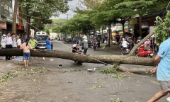Tin thời sự mới nóng nhất 25/4: Tin mới nhất vụ cây xanh bật gốc đè người phụ nữ đi đường ở Đắk Lắk