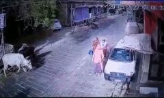 Clip: Cây xanh bất ngờ bật gốc dù trời không mưa, đè trúng nhiều người đi đường