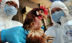 Chuyên gia chỉ ra cơ chế lây cúm A/H5N1 từ vật nuôi sang người