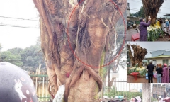 Đề xuất di dời cây có hình 