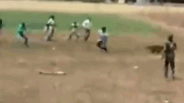 Video:  Báo gấm nổi điên lao vào tấn công người do bị dồn đường cùng