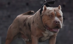 Chó Bully sẽ bị cấm nuôi ở Anh sau loạt vụ tấn công người 