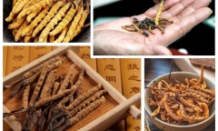 Những người không nên dùng đông trùng hạ thảo, kẻo lại rước thêm bệnh vào người
