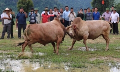 Tin thời sự mới nóng nhất 22/3: Xem bò chọi nhau, người đàn ông bị húc thấu ngực