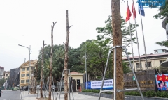 Cận cảnh hàng cây mới trồng bong tróc bỏ, khô héo trên đoạn đường trăm tỷ mới đi vào hoạt động