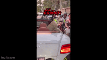 Lái xe mui trần chở sư tử dạo phố ở Thái Lan, nam thanh niên gây náo loạn đường phố