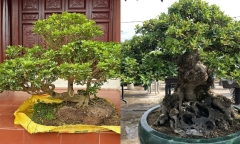 Loại cây hoa thơm phức nay lên chậu thành 